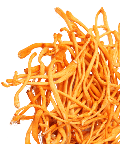 Te Latte Café - Cápsulas de Cordyceps militaris (CORDYCEPS)