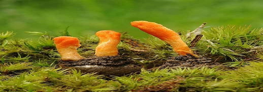 Te Latte Café - Cápsulas de Cordyceps militaris (CORDYCEPS)