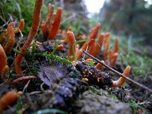 Te Latte Café - Cápsulas de Cordyceps militaris (CORDYCEPS)