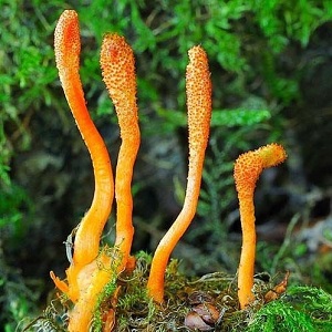Te Latte Café - Cápsulas de Cordyceps militaris (CORDYCEPS)
