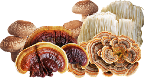 Te Latte CaféElixir Fungi