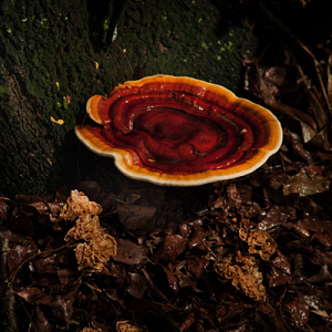 Te Latte CaféElixir Fungi