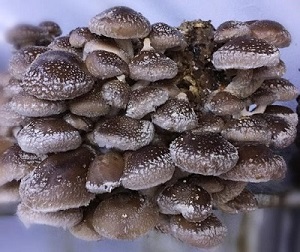 Te Latte CaféElixir Fungi