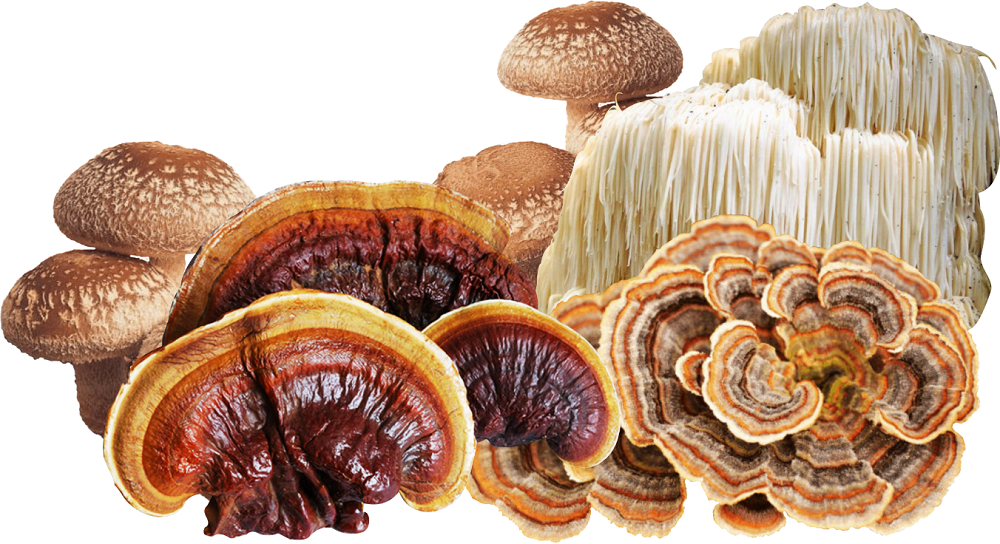 Te Latte CaféElixir Fungi