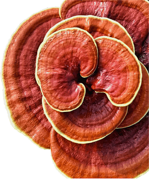 Te Latte CaféCápsulas de Ganoderma lucidum (REISHI)