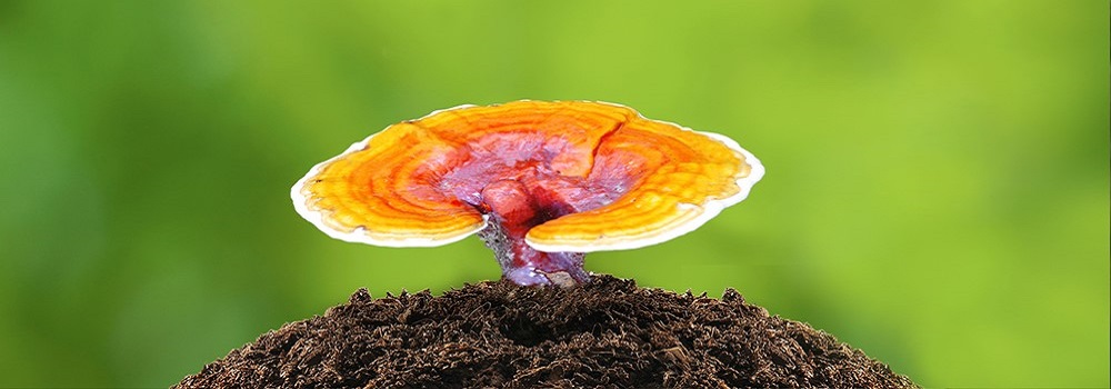 Te Latte CaféCápsulas de Ganoderma lucidum (REISHI)