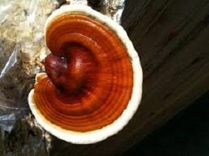 Te Latte CaféCápsulas de Ganoderma lucidum (REISHI)