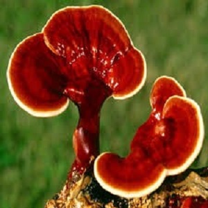 Te Latte CaféCápsulas de Ganoderma lucidum (REISHI)