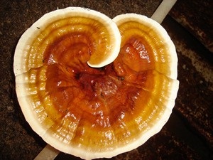 Te Latte CaféCápsulas de Ganoderma lucidum (REISHI)