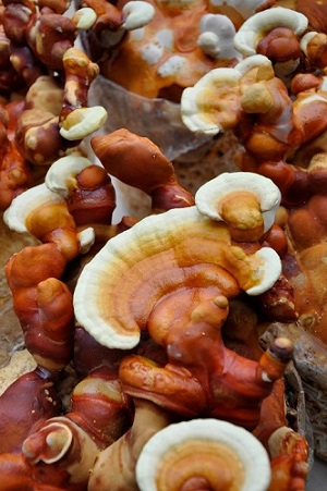 Te Latte CaféCápsulas de Ganoderma lucidum (REISHI)