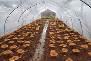 Te Latte CaféCápsulas de Ganoderma lucidum (REISHI)