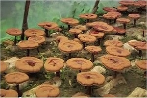 Te Latte CaféCápsulas de Ganoderma lucidum (REISHI)