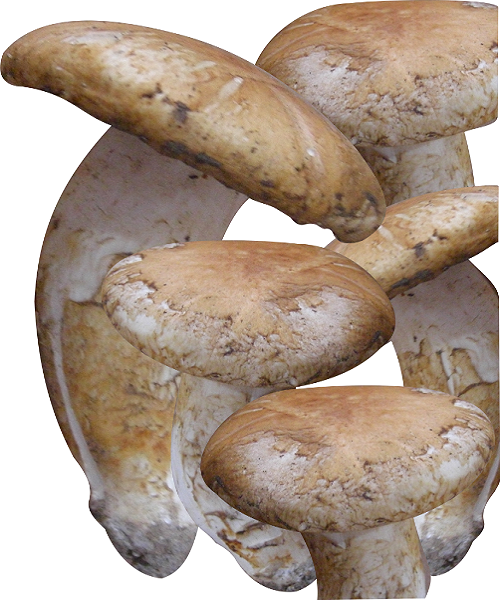 Te Latte CaféElixir de Tricholoma magnivelare (MATZUTAKE)