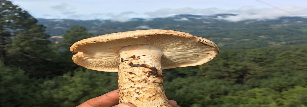 Te Latte CaféElixir de Tricholoma magnivelare (MATZUTAKE)