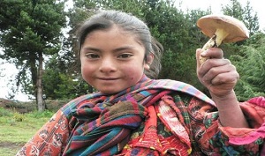 Te Latte CaféElixir de Tricholoma magnivelare (MATZUTAKE)