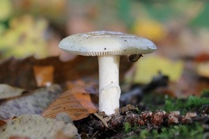 Te Latte CaféElixir de Tricholoma magnivelare (MATZUTAKE)