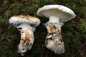 Te Latte CaféElixir de Tricholoma magnivelare (MATZUTAKE)