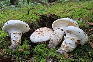 Te Latte CaféElixir de Tricholoma magnivelare (MATZUTAKE)