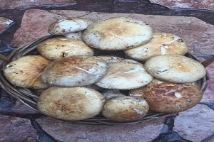 Te Latte CaféElixir de Tricholoma magnivelare (MATZUTAKE)