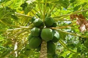 Te Latte CaféCápsulas de Carica papaya (PAPAINA)