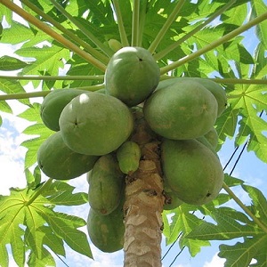 Te Latte CaféCápsulas de Carica papaya (PAPAINA)