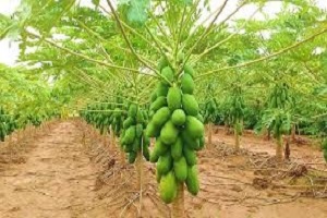 Te Latte CaféCápsulas de Carica papaya (PAPAINA)