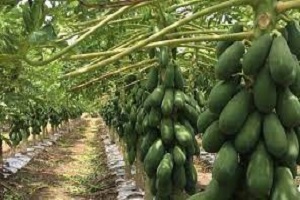 Te Latte CaféCápsulas de Carica papaya (PAPAINA)