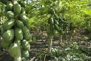 Te Latte CaféCápsulas de Carica papaya (PAPAINA)