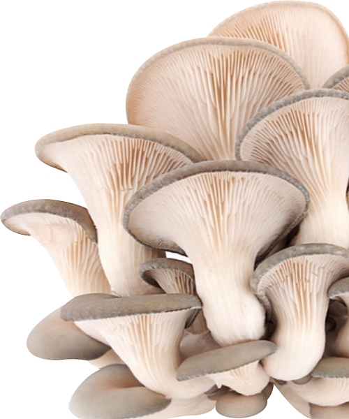 Te Latte CaféElixir de Pleurotus Ostreatus (PLEUROTUS)