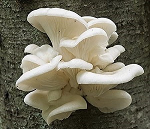 Te Latte CaféElixir de Pleurotus Ostreatus (PLEUROTUS)