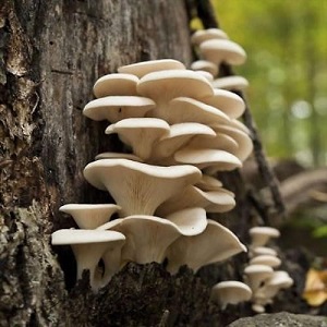 Te Latte CaféElixir de Pleurotus Ostreatus (PLEUROTUS)