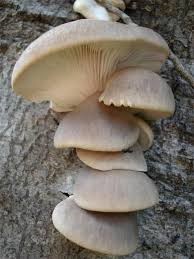 Te Latte CaféElixir de Pleurotus Ostreatus (PLEUROTUS)