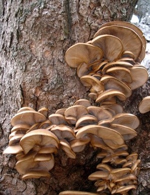 Te Latte CaféElixir de Pleurotus Ostreatus (PLEUROTUS)