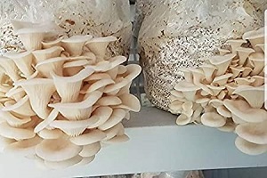Te Latte CaféElixir de Pleurotus Ostreatus (PLEUROTUS)