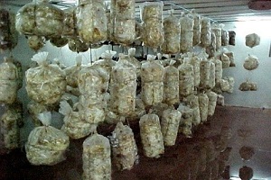 Te Latte CaféElixir de Pleurotus Ostreatus (PLEUROTUS)