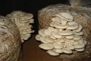 Te Latte CaféElixir de Pleurotus Ostreatus (PLEUROTUS)