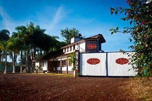 Te Latte Café - Te latte Cafe Puro Con Ganoderma Lucidum