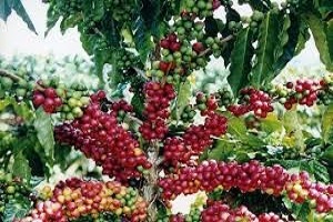 Te Latte Café - Te latte Cafe Puro Con Ganoderma Lucidum