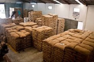 Te Latte Café - Te latte Cafe Puro Con Ganoderma Lucidum