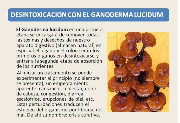 Te Latte Café - Te latte Cafe Puro Con Ganoderma Lucidum