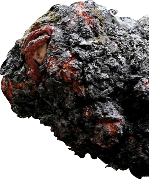 Te Latte CaféElixir de Inonotus obliquus (CHAGA)