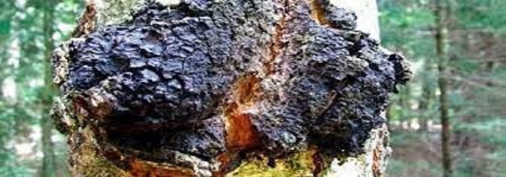 Te Latte CaféElixir de Inonotus obliquus (CHAGA)