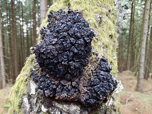 Te Latte CaféElixir de Inonotus obliquus (CHAGA)