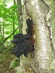 Te Latte CaféElixir de Inonotus obliquus (CHAGA)