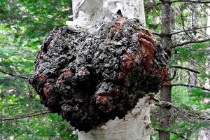 Te Latte CaféElixir de Inonotus obliquus (CHAGA)