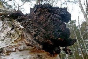 Te Latte CaféElixir de Inonotus obliquus (CHAGA)