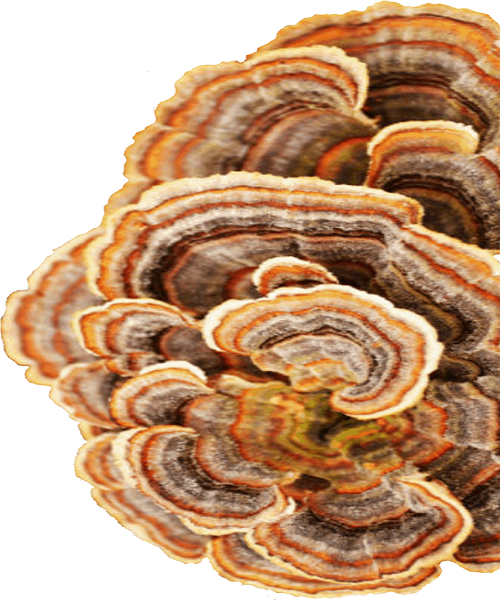 Te Latte Café - Cápsulas de Trametes versicolor (Kawaratake) o Cola de Pavo