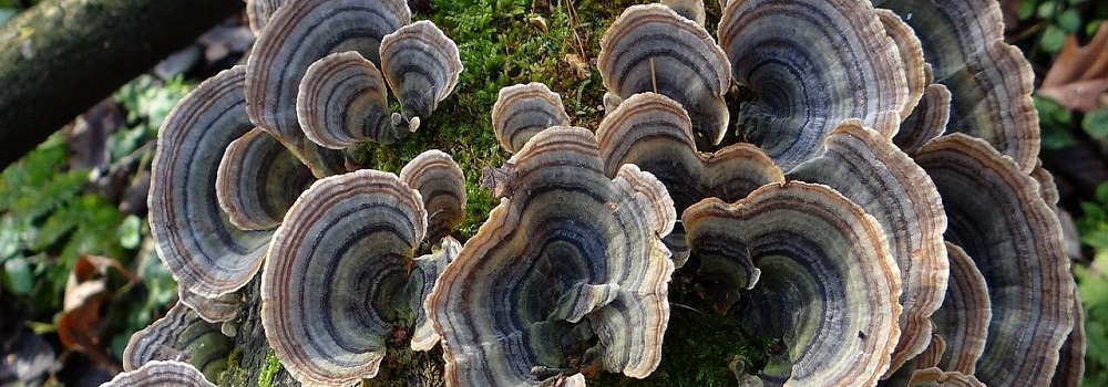Te Latte Café - Cápsulas de Trametes versicolor (Kawaratake) o Cola de Pavo