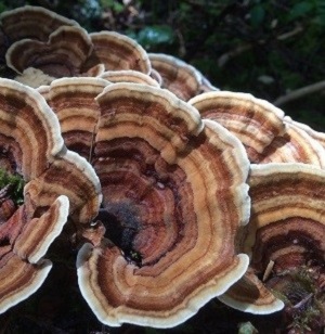 Te Latte Café - Cápsulas de Trametes versicolor (Kawaratake) o Cola de Pavo