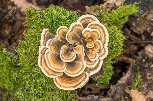 Te Latte Café - Cápsulas de Trametes versicolor (Kawaratake) o Cola de Pavo